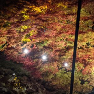 奥津渓のライトアップされた紅葉